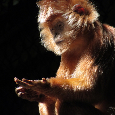 AppOps Demo Monitoring