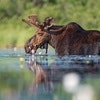Moose Resort