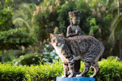 Blue Osa Yoga Retreat and Spa