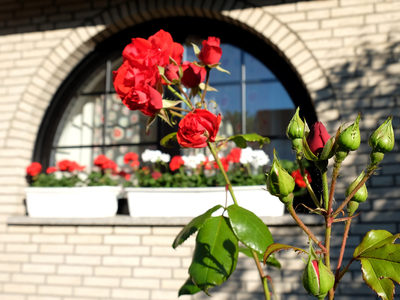 Family Suite - Private Bathroom - Standard Flexible