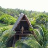 Palm Tree House Single