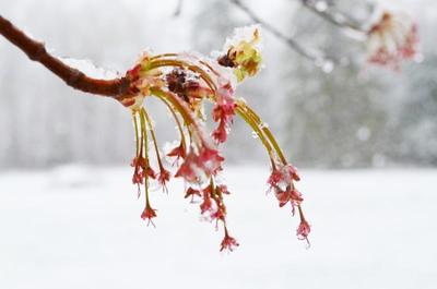 Sleds N Beds Midcentury Motel Double