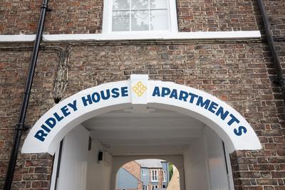 Cottage Violet Standard